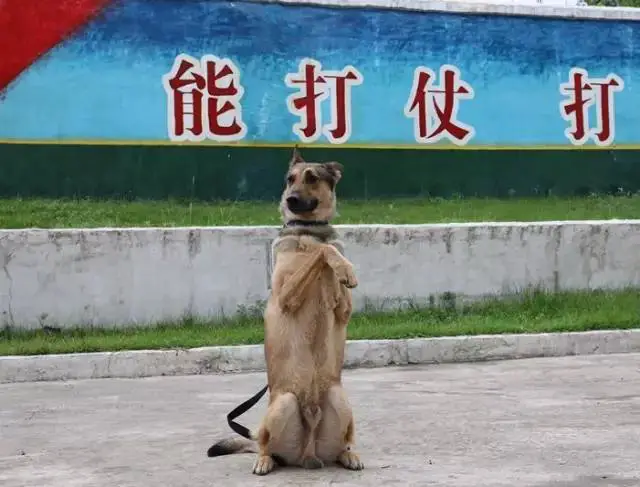 如何利用篮球青训营提升个人技术和团队协作?_2